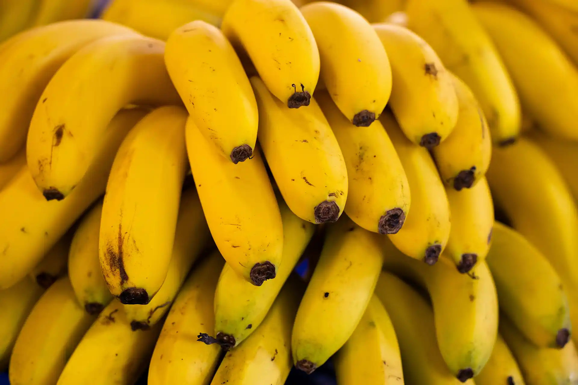 A bunch of fresh bananas